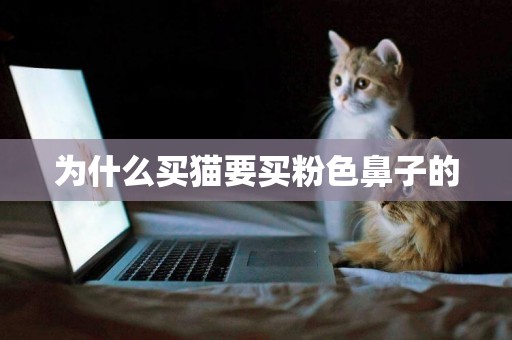 為什么買貓要買粉色鼻子的