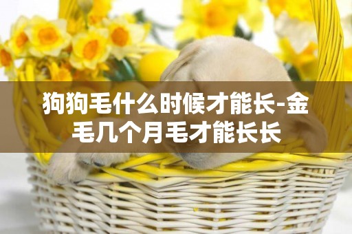 狗狗毛什么時候才能長-金毛幾個月毛才能長長