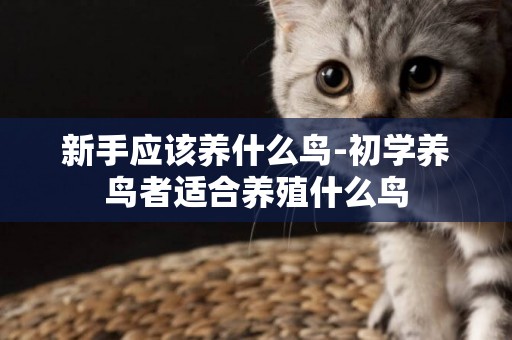 新手應該養什么鳥-初學養鳥者適合養殖什么鳥