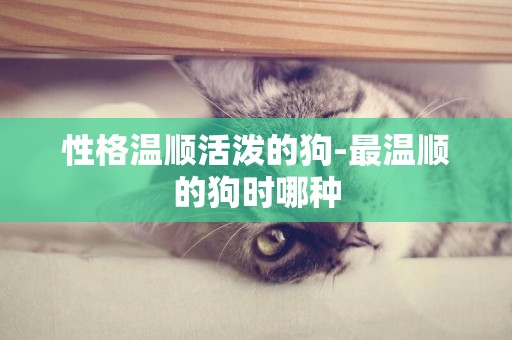 性格溫順活潑的狗-最溫順的狗時哪種