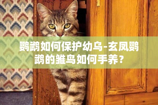 鸚鵡如何保護幼烏-玄鳳鸚鵡的雛鳥如何手養？