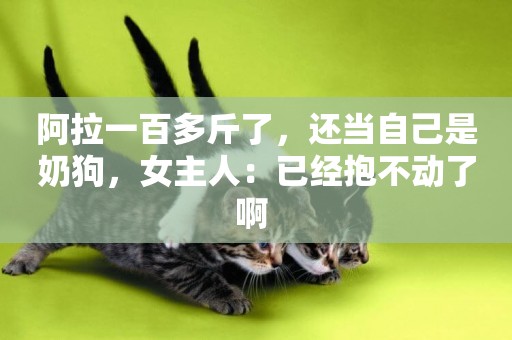 阿拉一百多斤了，還當自己是奶狗，女主人：已經抱不動了啊 