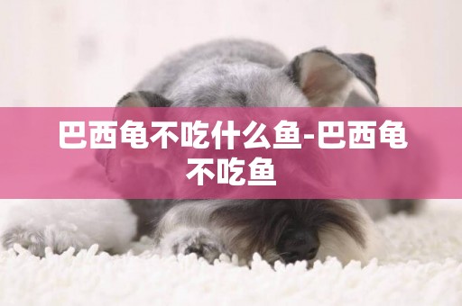 巴西龜不吃什么魚-巴西龜不吃魚