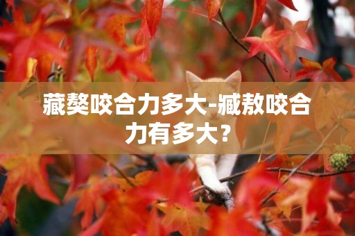 藏獒咬合力多大-臧敖咬合力有多大？