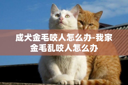成犬金毛咬人怎么辦-我家金毛亂咬人怎么辦