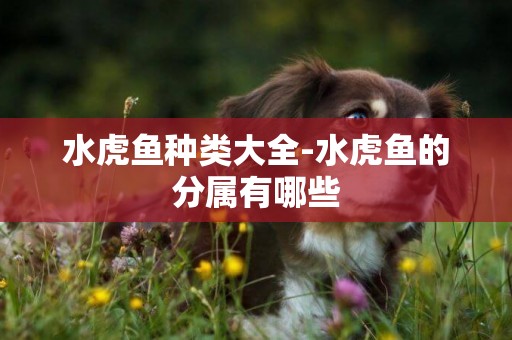 水虎魚種類大全-水虎魚的分屬有哪些