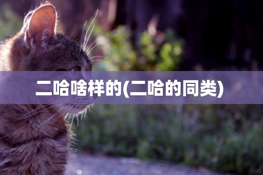 二哈啥樣的(二哈的同類) 