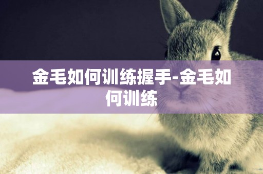 金毛如何訓練握手-金毛如何訓練