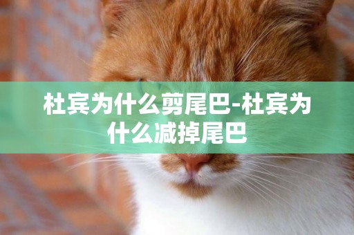 杜賓為什么剪尾巴-杜賓為什么減掉尾巴
