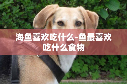 海魚喜歡吃什么-魚最喜歡吃什么食物
