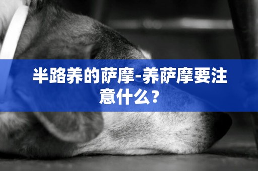 半路養的薩摩-養薩摩要注意什么？
