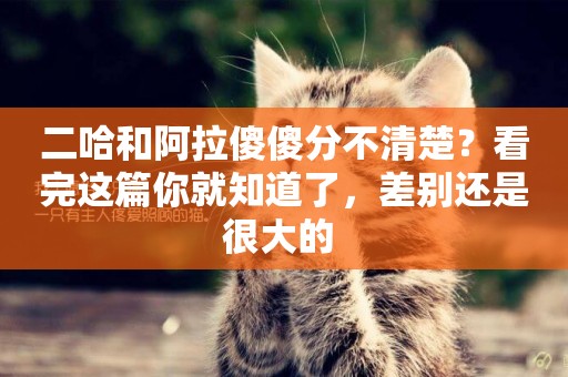 二哈和阿拉傻傻分不清楚？看完這篇你就知道了，差別還是很大的 
