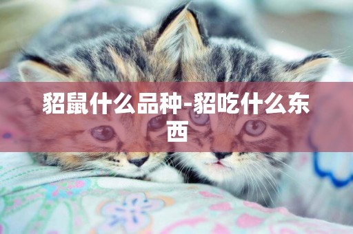 貂鼠什么品種-貂吃什么東西