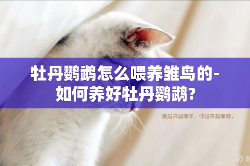 牡丹鸚鵡怎么喂養雛鳥的-如何養好牡丹鸚鵡?