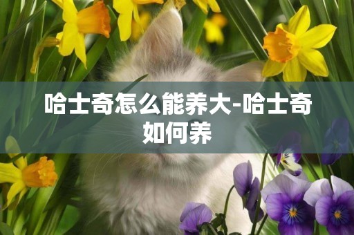 哈士奇怎么能養大-哈士奇如何養