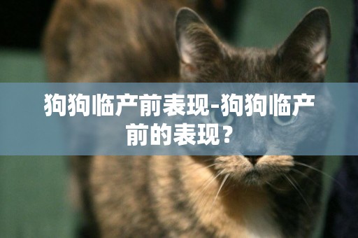 狗狗臨產前表現-狗狗臨產前的表現？