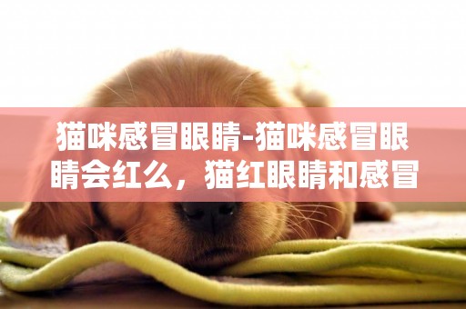 貓咪感冒眼睛-貓咪感冒眼睛會紅么，貓紅眼睛和感冒有關系嗎