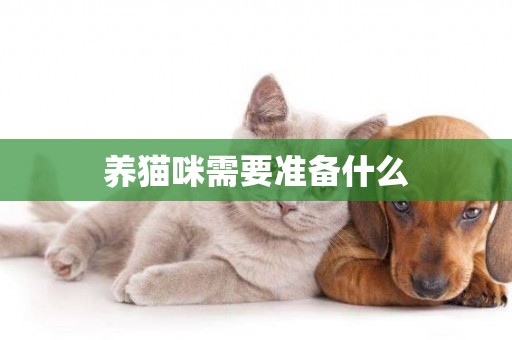 養貓咪需要準備什么