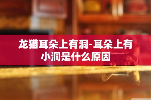 龍貓耳朵上有洞-耳朵上有小洞是什么原因