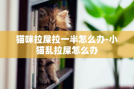 貓咪拉屎拉一半怎么辦-小貓亂拉屎怎么辦