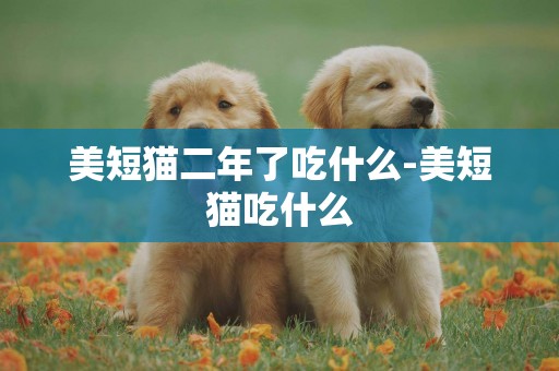 美短貓二年了吃什么-美短貓吃什么