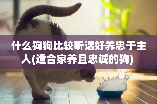 什么狗狗比較聽話好養忠于主人(適合家養且忠誠的狗) 