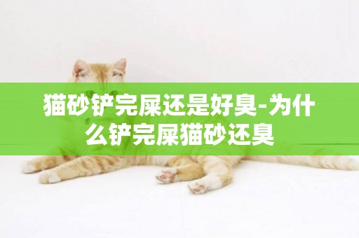 貓砂鏟完屎還是好臭-為什么鏟完屎貓砂還臭