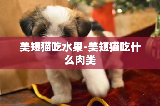 美短貓吃水果-美短貓吃什么肉類