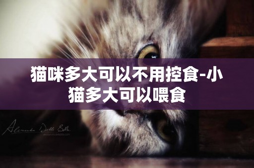 貓咪多大可以不用控食-小貓多大可以喂食