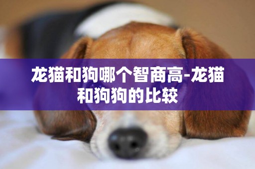 龍貓和狗哪個智商高-龍貓和狗狗的比較