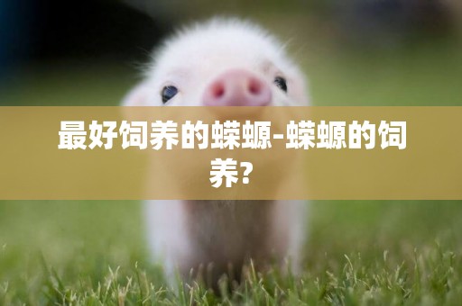 最好飼養的蠑螈-蠑螈的飼養?