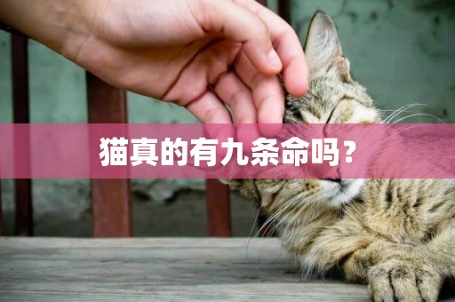 貓真的有九條命嗎？