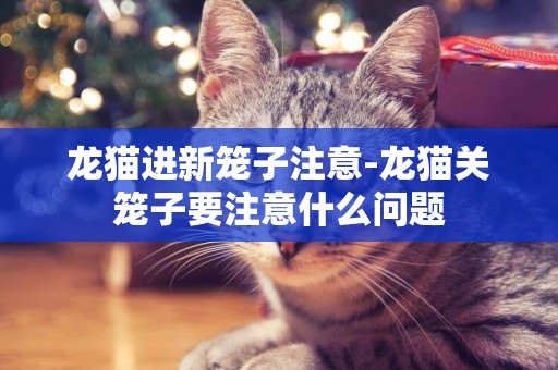 龍貓進新籠子注意-龍貓關籠子要注意什么問題