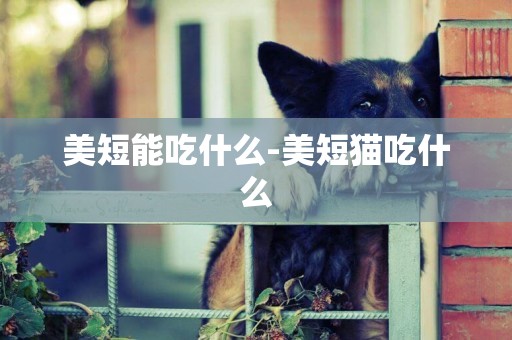 美短能吃什么-美短貓吃什么