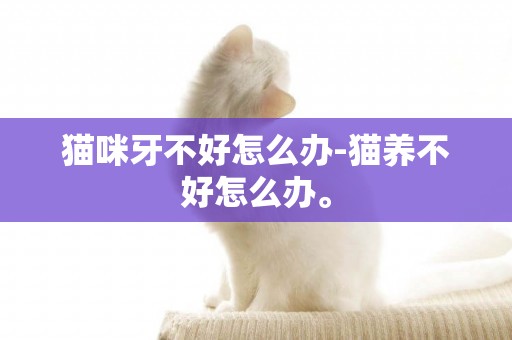 貓咪牙不好怎么辦-貓養不好怎么辦。