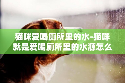 貓咪愛喝廁所里的水-貓咪就是愛喝廁所里的水源怎么辦