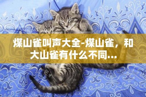 煤山雀叫聲大全-煤山雀，和大山雀有什么不同…