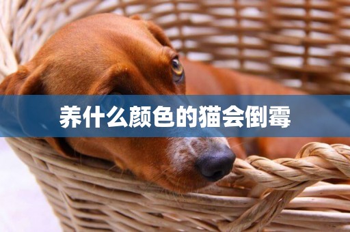 養什么顏色的貓會倒霉