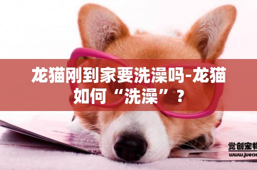 龍貓剛到家要洗澡嗎-龍貓如何“洗澡”？