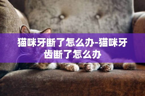 貓咪牙斷了怎么辦-貓咪牙齒斷了怎么辦