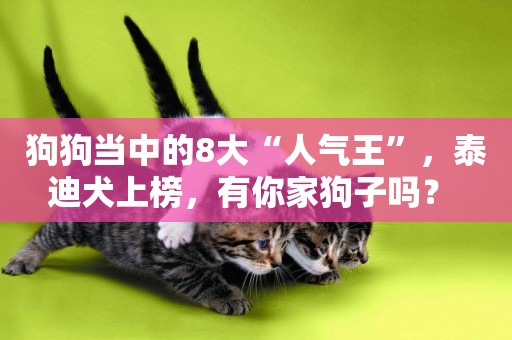 狗狗當中的8大“人氣王”，泰迪犬上榜，有你家狗子嗎？ 