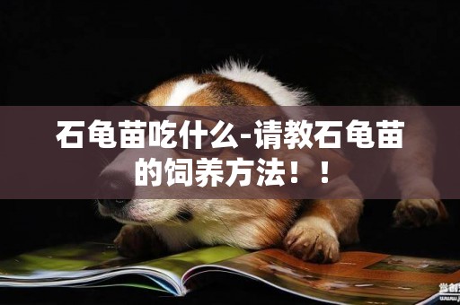 石龜苗吃什么-請教石龜苗的飼養方法！！