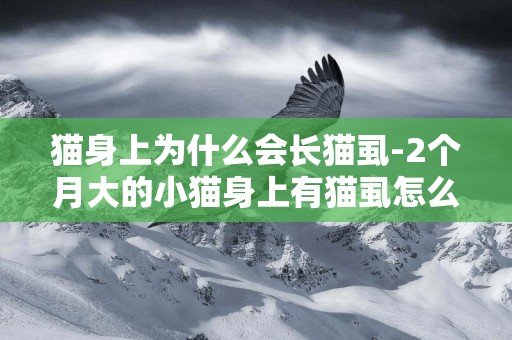 貓身上為什么會長貓虱-2個月大的小貓身上有貓虱怎么辦