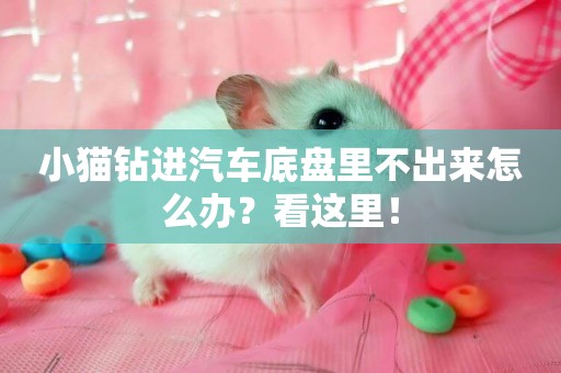 小貓鉆進汽車底盤里不出來怎么辦?看這里! 小貓鉆進汽車底盤里不出來怎么辦?看這里!