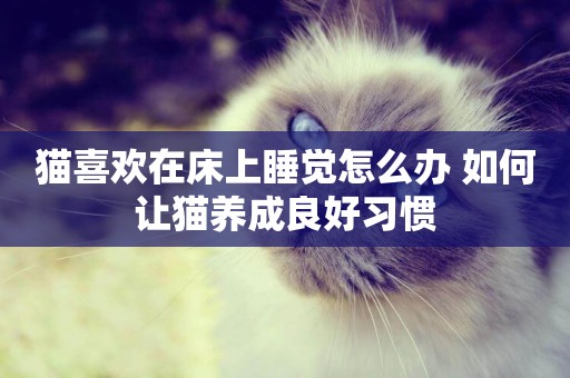 貓喜歡在床上睡覺怎么辦 如何讓貓養成良好習慣