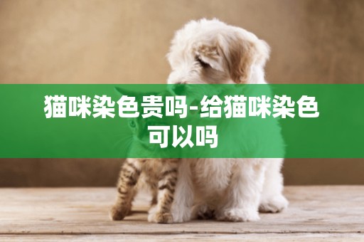 貓咪染色貴嗎-給貓咪染色可以嗎