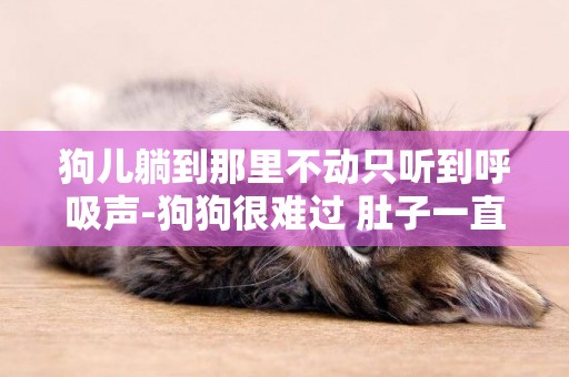 狗兒躺到那里不動只聽到呼吸聲-狗狗很難過 肚子一直在用力呼吸 自己躺在那里不動 看著很難過的樣子