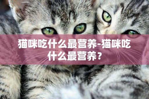 貓咪吃什么最營養-貓咪吃什么最營養？