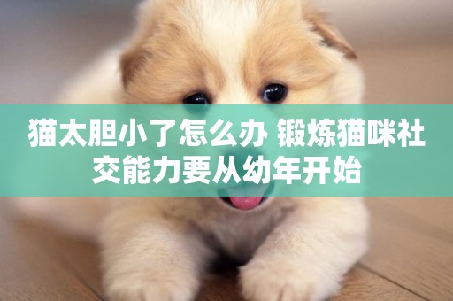 貓太膽小了怎么辦 鍛煉貓咪社交能力要從幼年開始