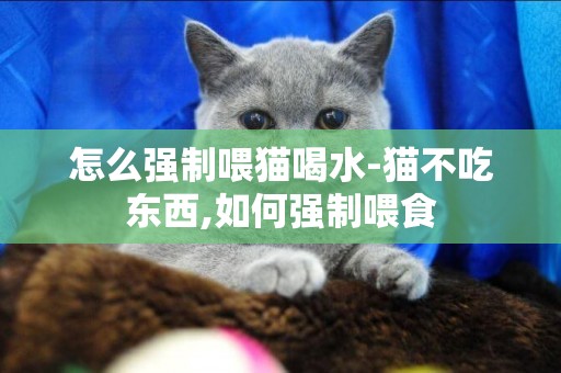 怎么強制喂貓喝水-貓不吃東西,如何強制喂食